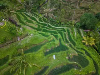 Illustration: Aerial view of lush green terraced rice fields surrounded by tropical trees.