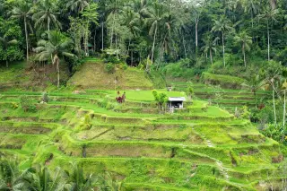 Bali Bargaining: Why One Opening Price Is Not a Rule