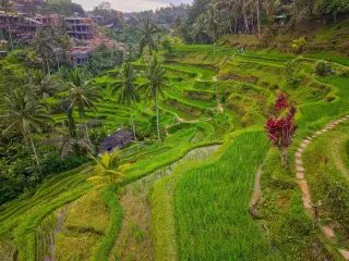 Illustration: Lush green terraced rice fields on a hillside surrounded by palm trees and buildings.