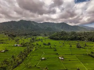 Illustration: A wide aerial view of lush green rice terraces surrounded by forested hills under a cloudy sky.