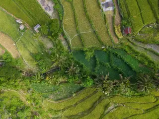 Illustration: An aerial view of lush green terraced rice fields with small huts.