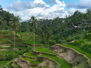 Illustration: Green terraced rice fields surrounded by palm trees under a cloudy sky.