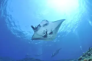 Illustration: Several manta rays swim underwater in clear blue ocean water.