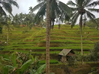 Archive photo: rice fields in Bali.