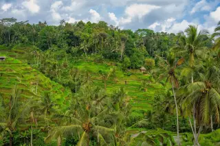 Illustration: Lush green terraced rice fields surrounded by palm trees and tropical forest under a cloudy sky.