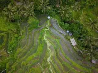 Illustration: An aerial view of lush green terraced rice fields surrounded by palm trees.