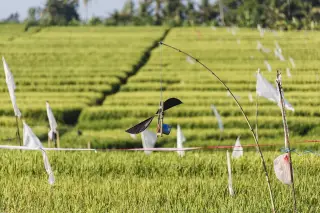 Archive photo: Gianyar Regency, Bali, Indonesia: A selfmade acoustic scaregrow in a paddy.