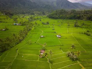 Illustration: Aerial view of lush green rice terraces and palm trees with mountains in the background.
