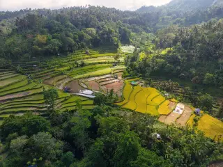 Illustration: An aerial view of green and yellow terraced rice fields surrounded by lush tropical forest.