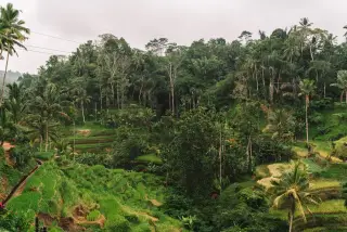 Illustration: Lush green rice terraces and palm trees cover a hillside under an overcast sky.