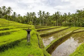 Illustration: Terraced green rice fields with palm trees and a small stone shrine under a cloudy sky.