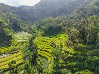 Illustration: An aerial view of lush green terraced rice fields surrounded by tropical palm trees.
