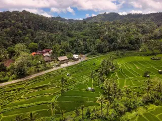 Illustration: An aerial view of lush green terraced rice fields bordered by a road and forested hills.