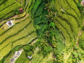 Illustration: Aerial top-down view of terraced green rice paddies with scattered palm trees.