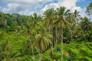 Illustration: Lush green terraced rice fields surrounded by tall coconut palm trees under a partly cloudy sky.
