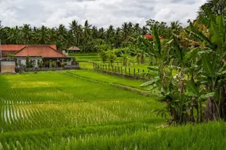 Illustration: Lush green rice paddies and tropical trees surround a house under a cloudy sky.