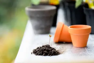 Illustration: A small green seedling in dark soil next to empty terracotta flowerpots.