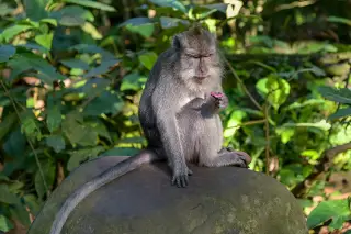 Archive photo: wildlife at Ubud, Bali.