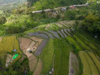 Illustration: An aerial view of green terraced rice fields on a hillside.