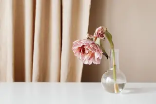 Illustration: A drooping pink flower sits in a small glass vase on a plain white surface.