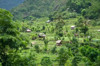 Archive photo: Valleys of rice fields on rich volcanic soil are interspersed with lofty old-growth forest on the northeastern slopes of Mount Lempuyang/Seraya i…