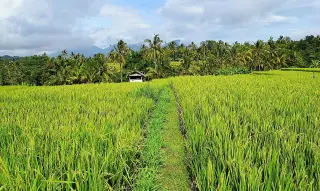 Things to do in Ubud: the main sights, walks and cultural stops