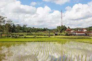 Archive photo: Gianyar Regency, Bali, Indonesia: A rice paddy in Gianyar Regency.