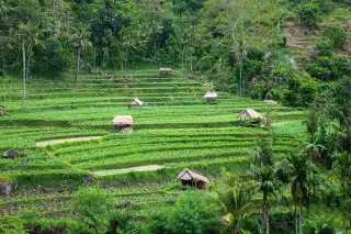 Archive photo: Valleys of rice fields on rich volcanic soil are interspersed with lofty old-growth forest on the northeastern slopes of Mount Lempuyang/Seraya i…