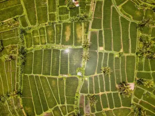 Bali airport to Ubud: how long it takes and the best way to go