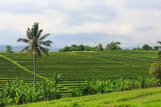 Archive photo: Tabanan Regency, Bali, Indonesia:Rice terraces and paddies in Tabanan Regency.