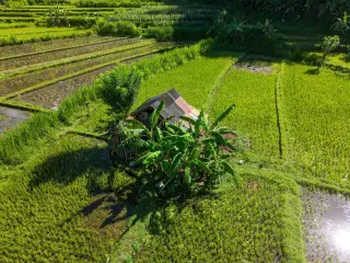 Illustration: An aerial view of a small hut surrounded by banana trees in green rice fields.