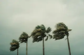 Illustration: Four palm trees blowing violently in strong winds against an overcast, gloomy sky.