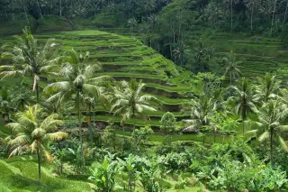 Archive photo: Rice terraces in Bali.