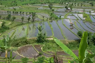 Archive photo: Rice terraces, Rice fields, Tirta Gangga, Bali.