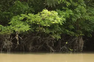 Illustration: Lush mangrove trees and roots along the edge of a muddy river.