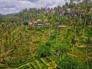 Illustration: An aerial view of green terraced rice fields with palm trees and huts.