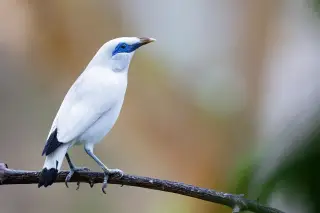 Archive photo: Bali Myna ( Leucopsar rothschildi ).
