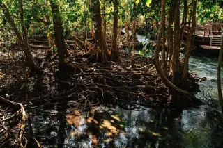 Illustration: Exposed mangrove tree roots grow along clear water beside a wooden boardwalk.