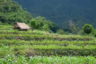 Archive photo: Traditional rice farming in Bali.