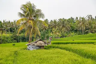 Archive photo: Tabanan Regency, Bali, Indonesia: A rice farmer's hut inmiddle of his paddy.