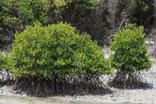 Archive photo: Benoa, Bali, Indonesia: Mangrove forest at Benoa.