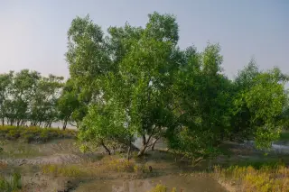 Illustration: Green mangrove trees growing on muddy coastal ground by the water.