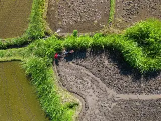 Illustration: An aerial view of a farmer working with a walking tractor in muddy rice paddies.