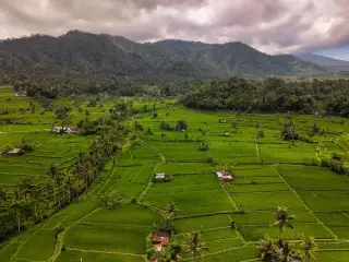 Illustration: Aerial view of lush green rice terraces with mountains under a cloudy sky.