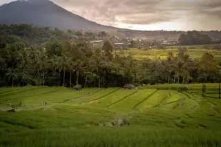 Illustration: Lush green rice terraces and palm trees with mountains under a cloudy sky.
