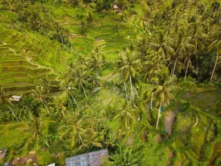 Illustration: Aerial view of lush green rice terraces surrounded by palm trees.