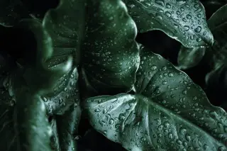Illustration: Close-up of broad green tropical leaves covered in fresh water droplets.