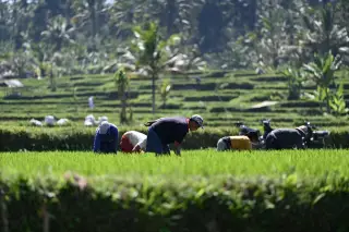 Illustration: A group of farmers working in a lush green terraced rice field.