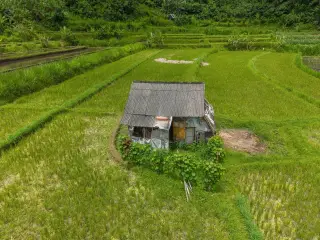 Illustration: A small rustic shack standing in the middle of green rice fields.
