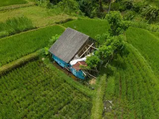 Illustration: An aerial view of a rustic hut surrounded by lush green rice field terraces.